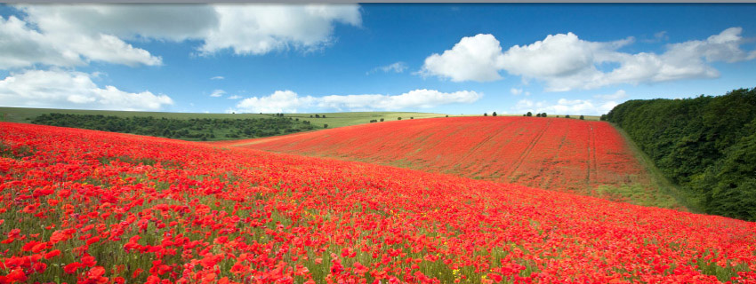 South Downs poppy fields